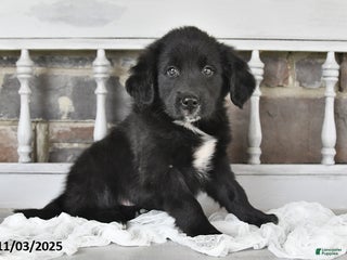 Other breed dogs - Ad 26