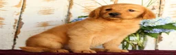Golden Retriever dogs for sale: Shannon - Ad 9