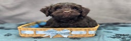 Cockapoo dogs for sale: Breeze - Ad 4