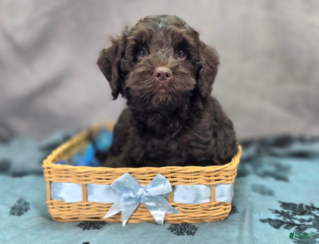 Cockapoo dogs for sale: Breeze - Ad 4