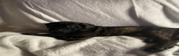 Daniff dogs for sale: Daniff 6 - Ad 4