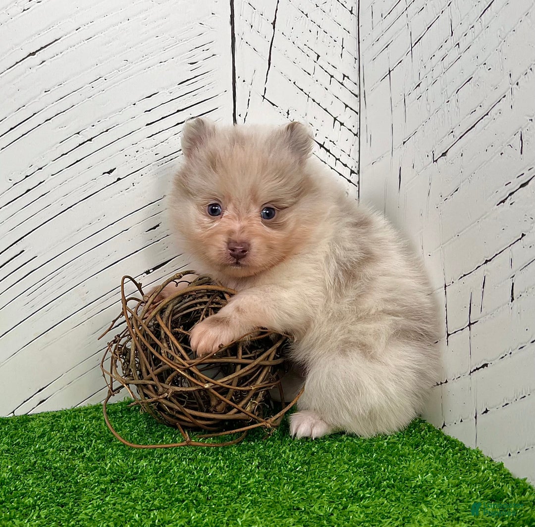 Pomeranian dogs for sale: Smarty Lavender Merle - Ad 5