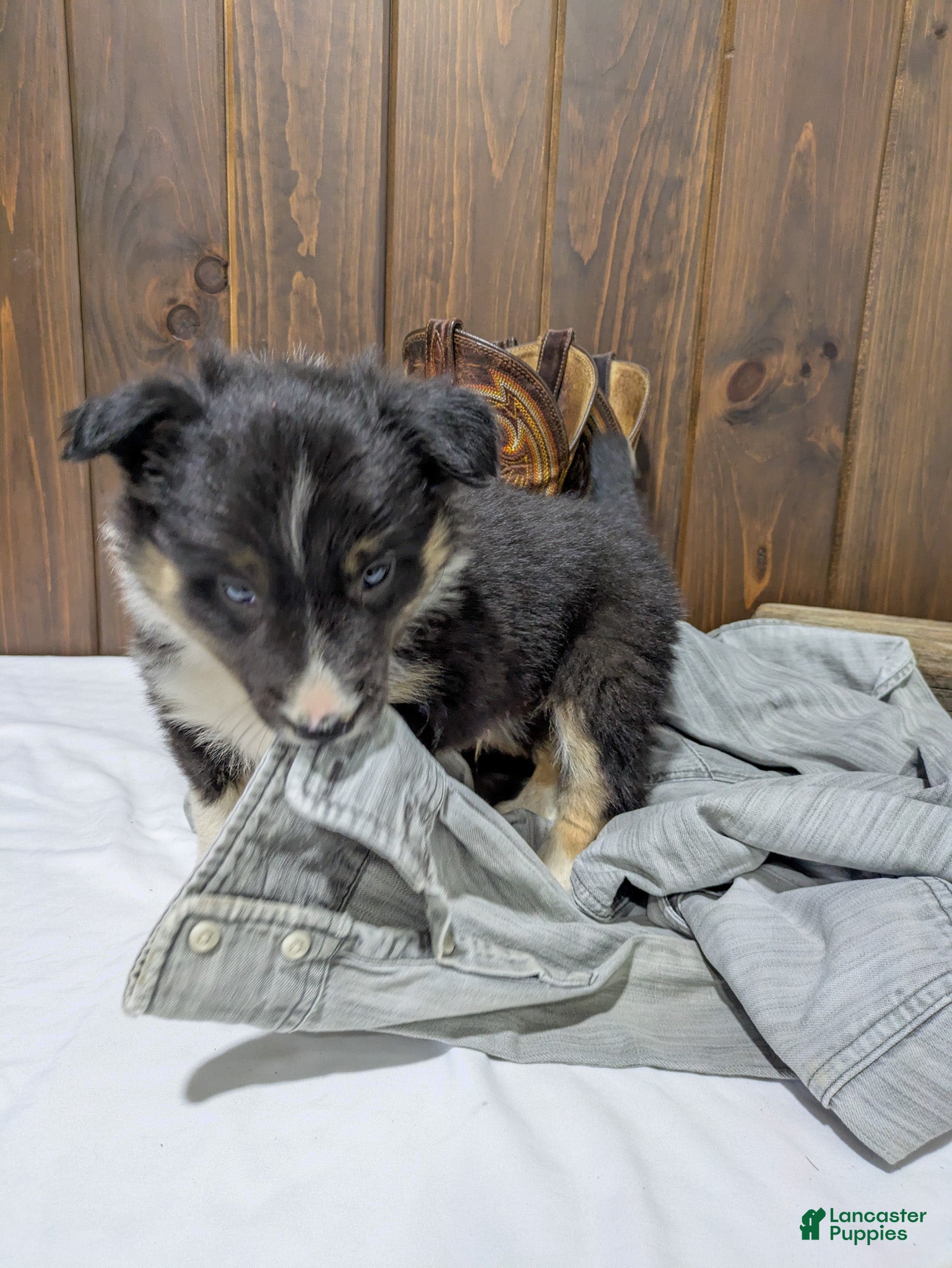 Mixed Breed dogs Tucker - Ad 1