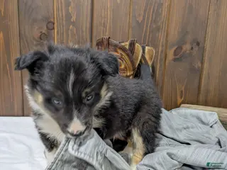 Mixed Breed dogs for sale: Tucker - Ad 3