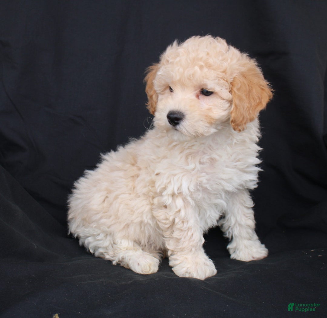 Bichpoo dogs for sale: Pluto - Ad 4
