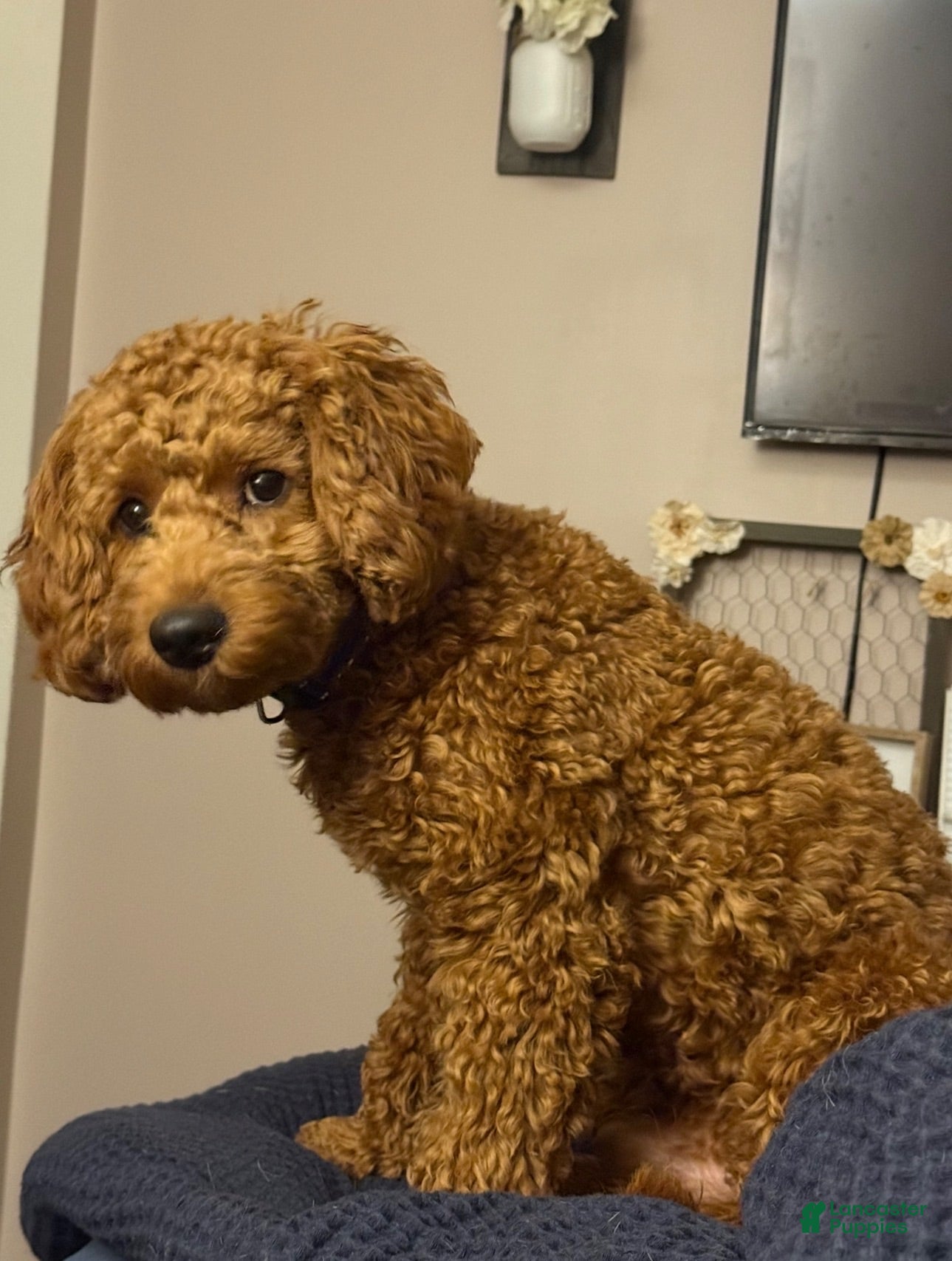 Cavapoo dogs Cavapoo 1 - Ad 1