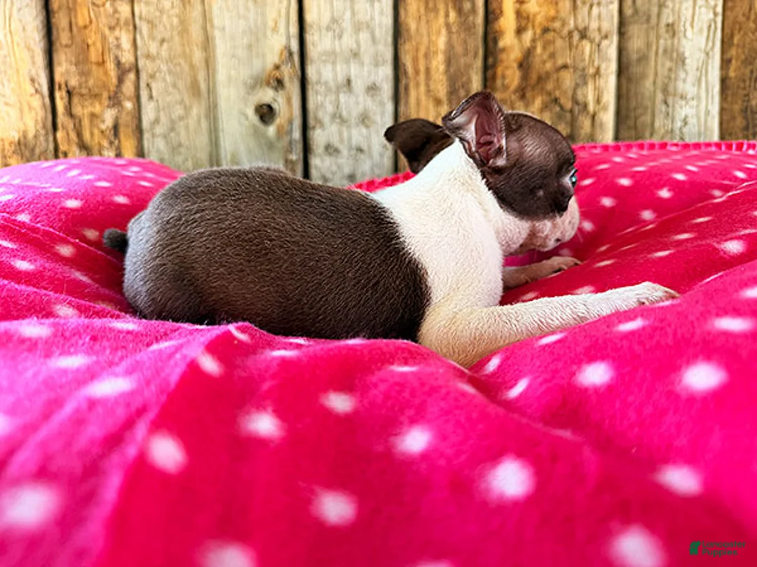 Boston Terrier dogs for sale: Paprika - Ad 3