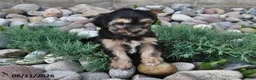 Shorkie dogs for sale: Sammy - Ad 3