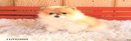 Pomeranian dogs for sale: Trixy - Ad 2