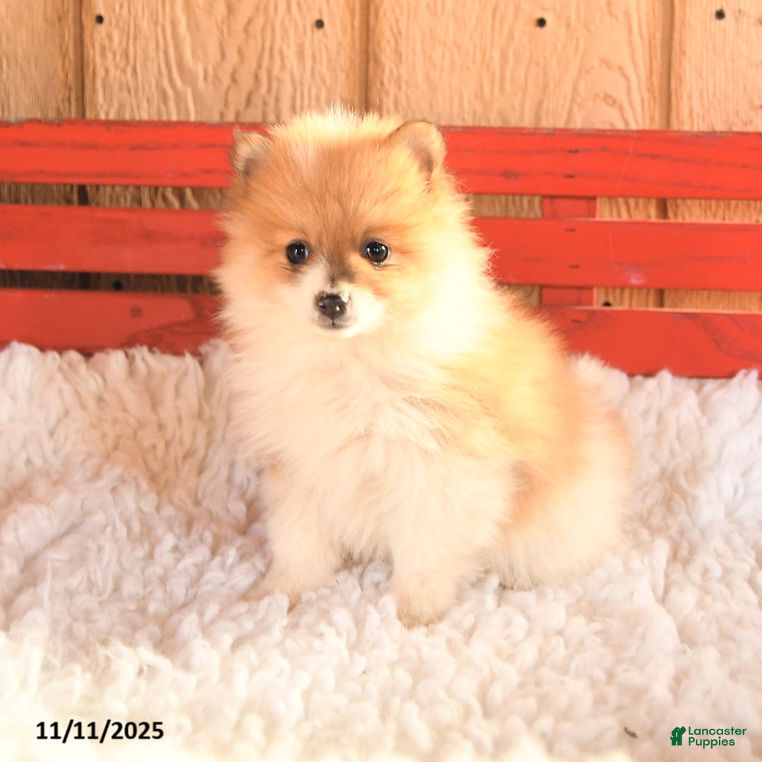 Pomeranian dogs for sale: Trixy - Ad 2