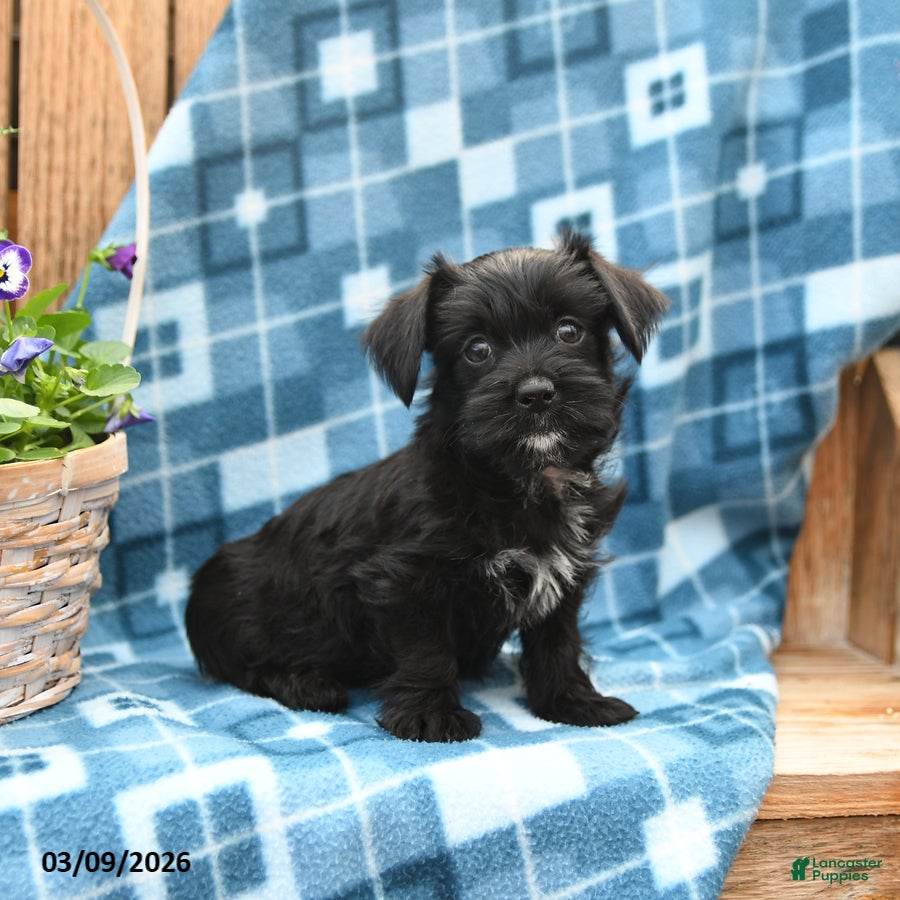 Mixed Breed dogs Shadow - Ad 1