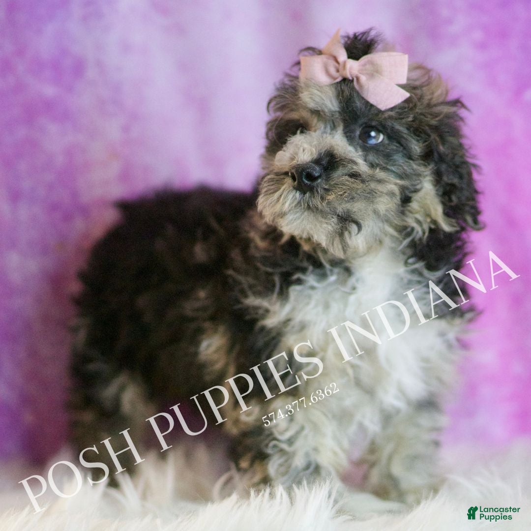 Toy Poodle dogs for sale: Ivy - Ad 6