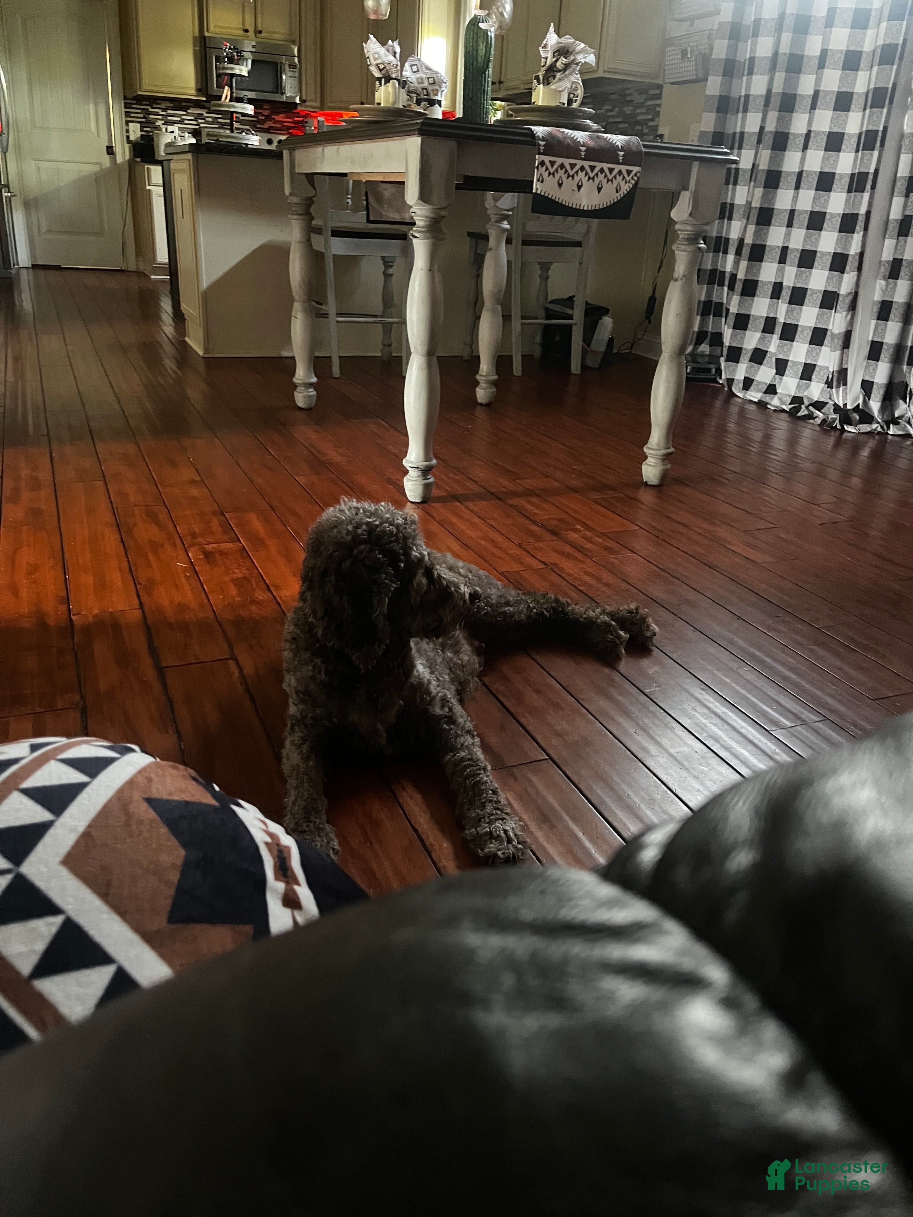 Cocoa