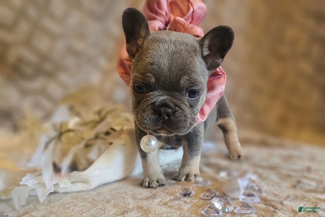 French Bulldog dogs for sale: Velour AKC Fluffy Carrier  - Ad 6