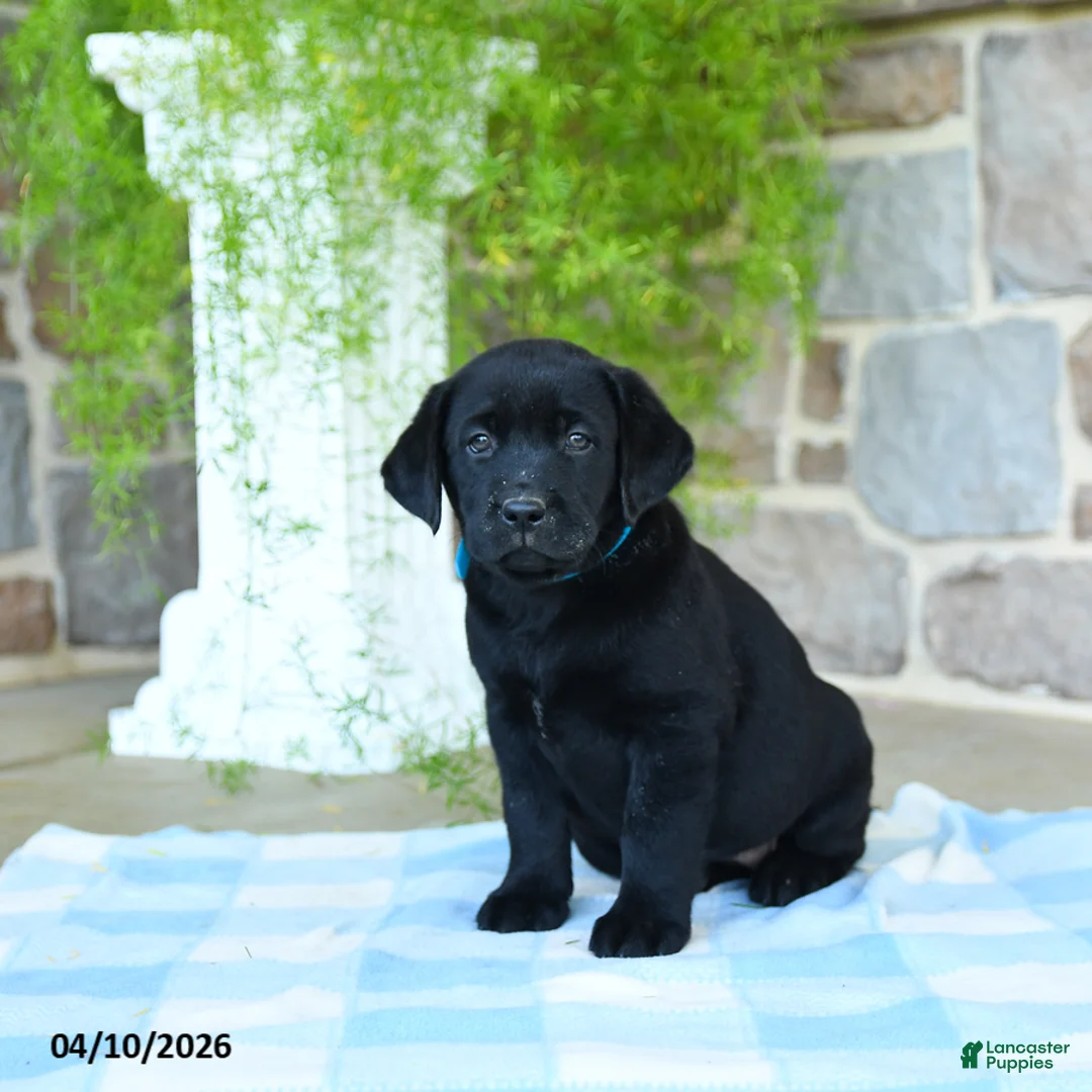 Labrador Retriever dogs for sale: Mango - Ad 3