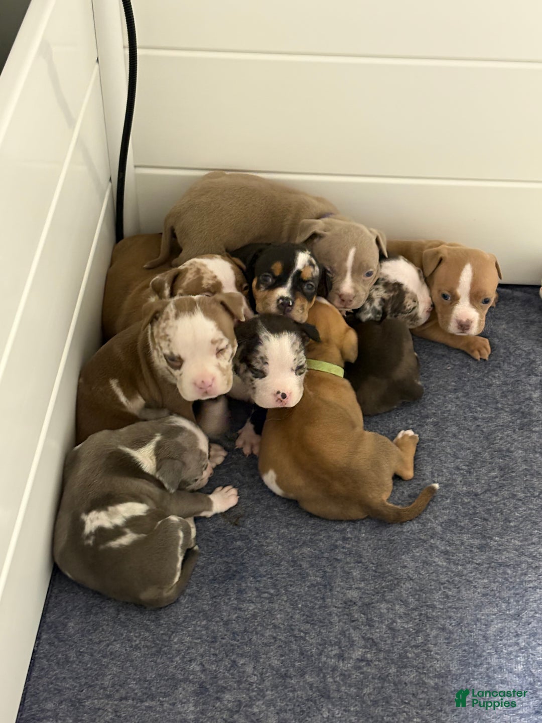 American Bully dogs for sale: Oreo - Ad 3