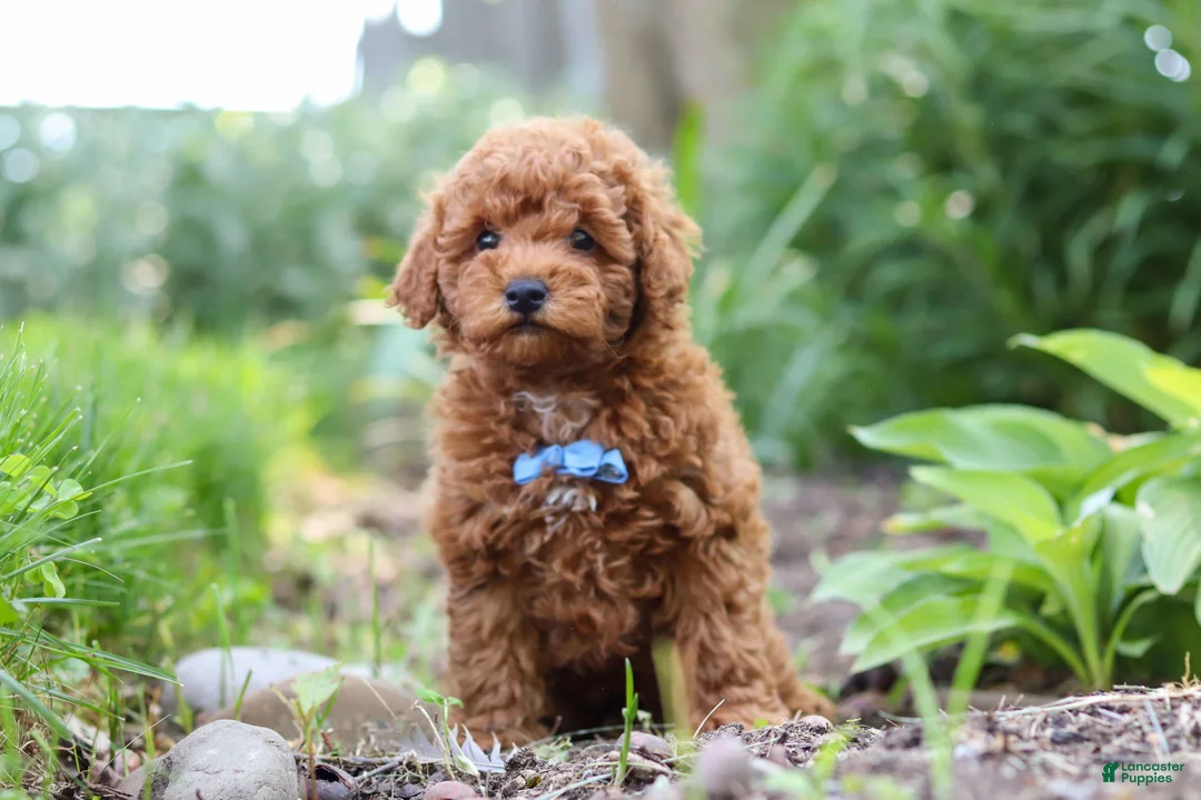 Miniature Poodle dogs for sale: Apollo - Ad 1