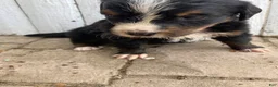 Bernese Mountain Dog dogs for sale: Hope - Ad 8
