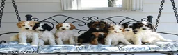 Standard Poodle dogs for sale: Dex  - Ad 2
