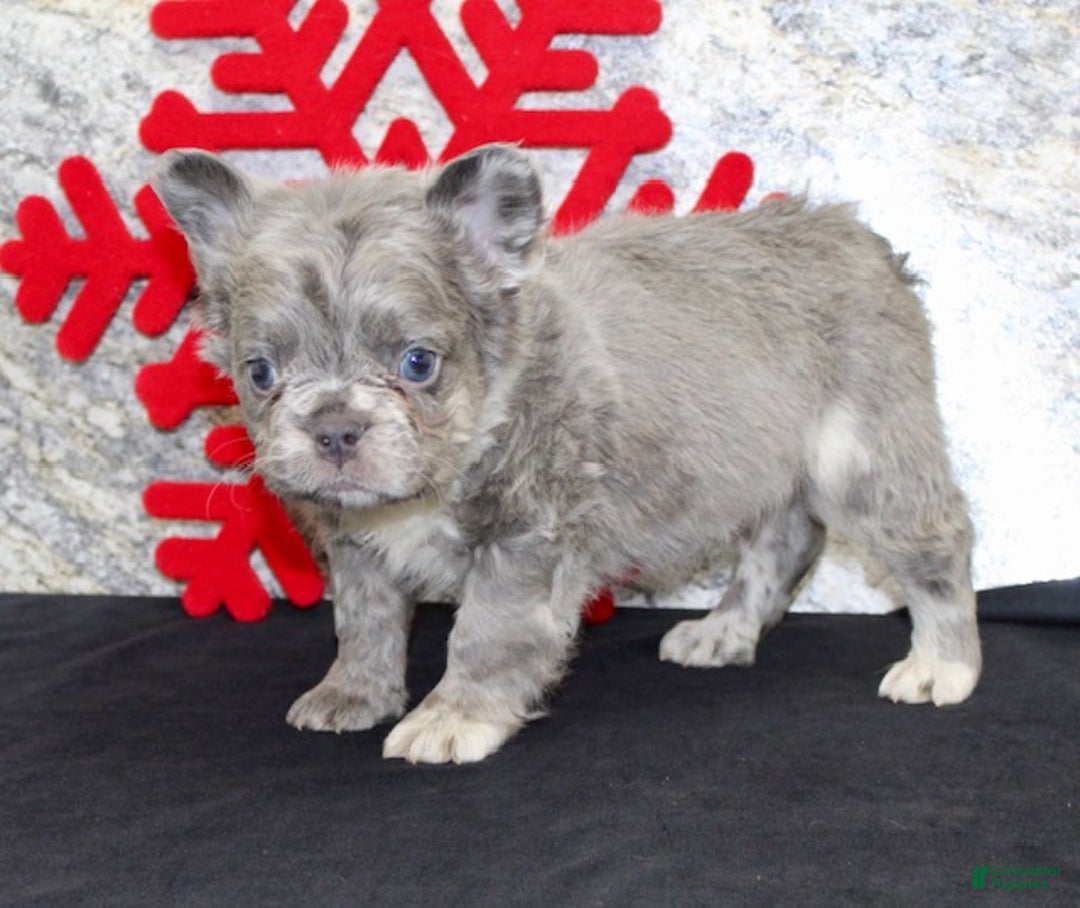 French Bulldog dogs for sale: Ernie - Ad 5