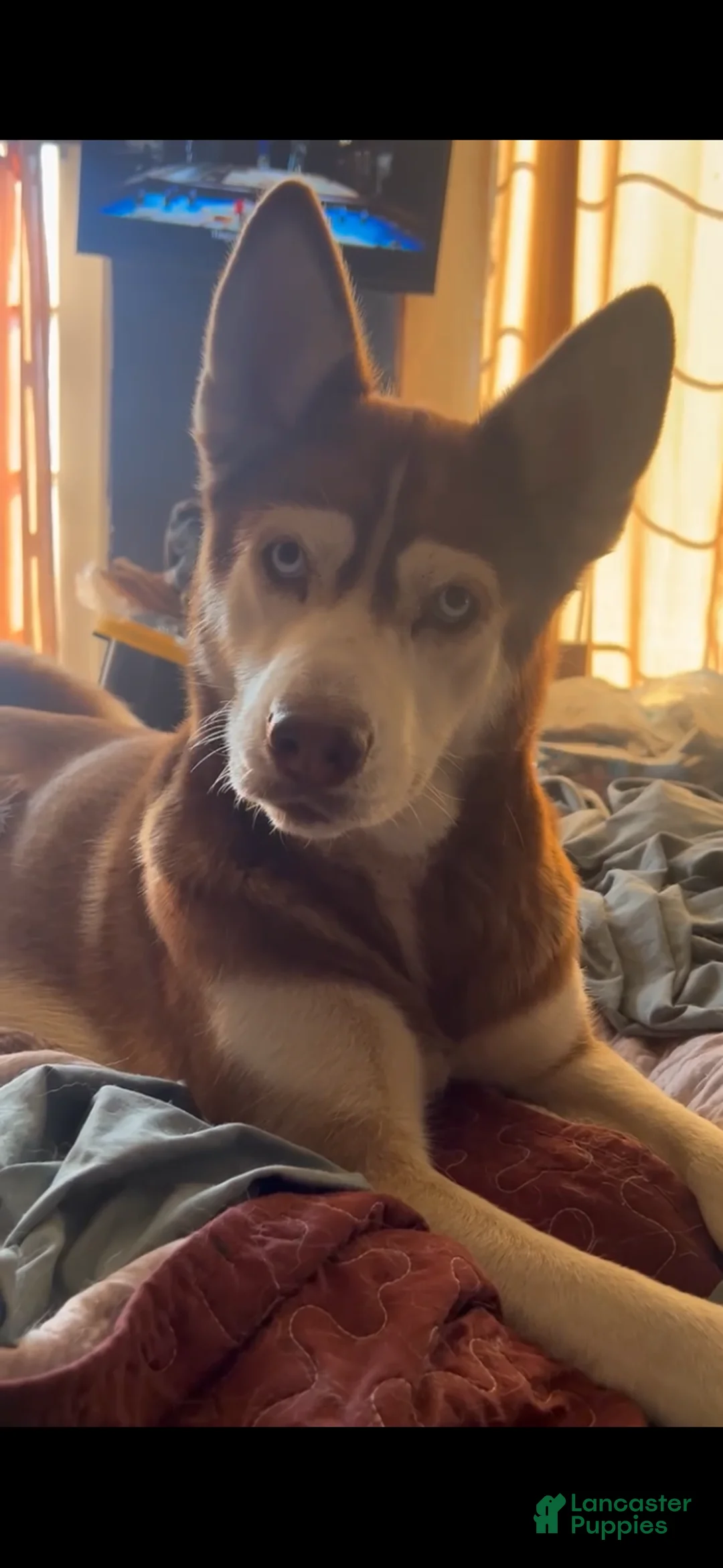 Siberian Husky dogs for sale: Siberian Husky 5 - Ad 2
