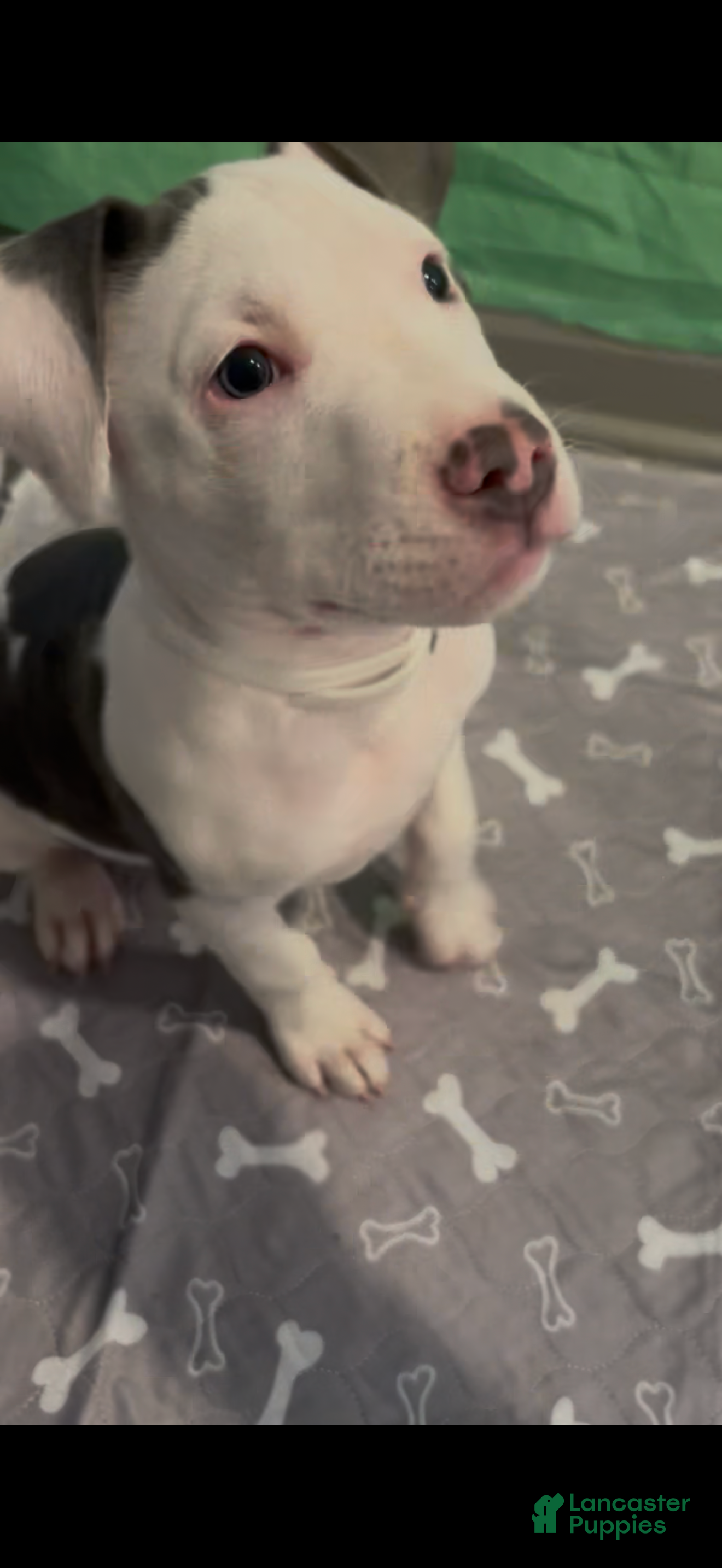 Mixed Breed dogs Semaj - Ad 16