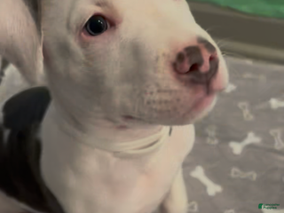 Mixed Breed dogs Semaj - Ad 19