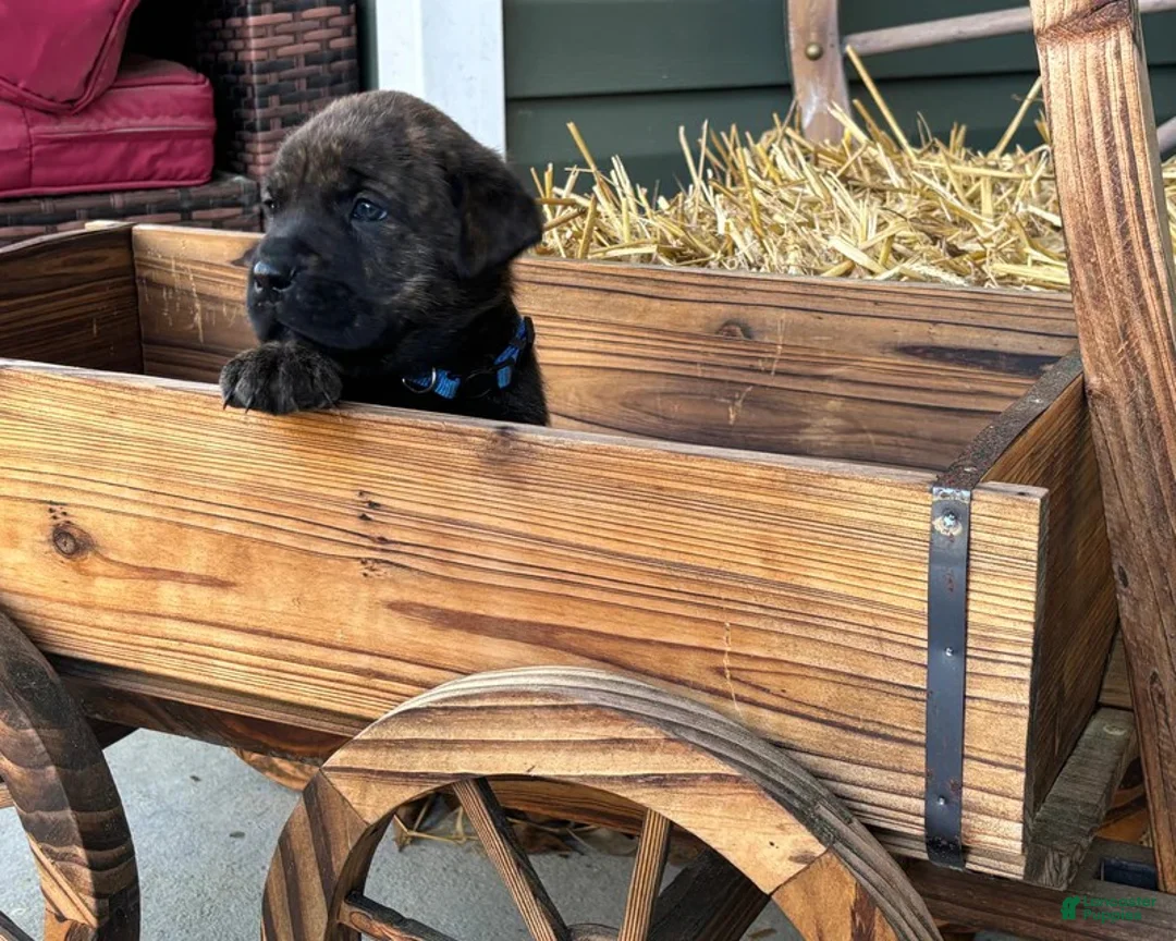 Mixed Breed dogs for sale: Dark Blue - Ad 1