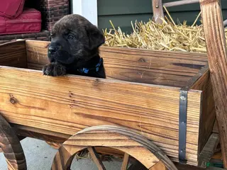 Mixed Breed dogs Dark Blue - Ad 5