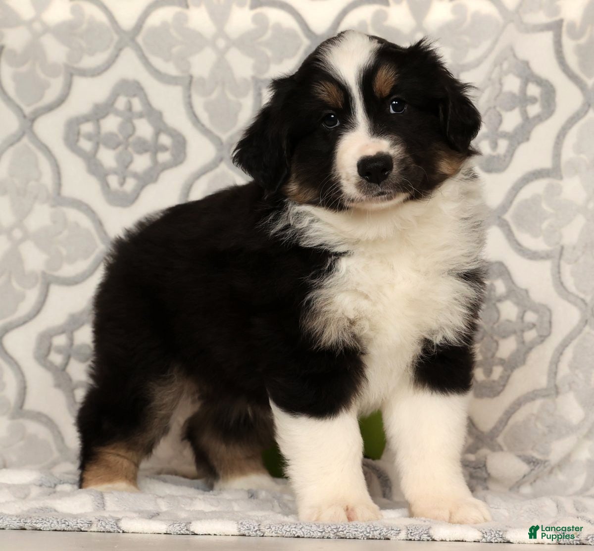 Miniature Australian Shepherd dogs Tucker - Ad 2