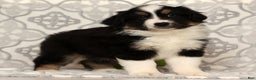 Miniature Australian Shepherd dogs for sale: Tucker - Ad 2