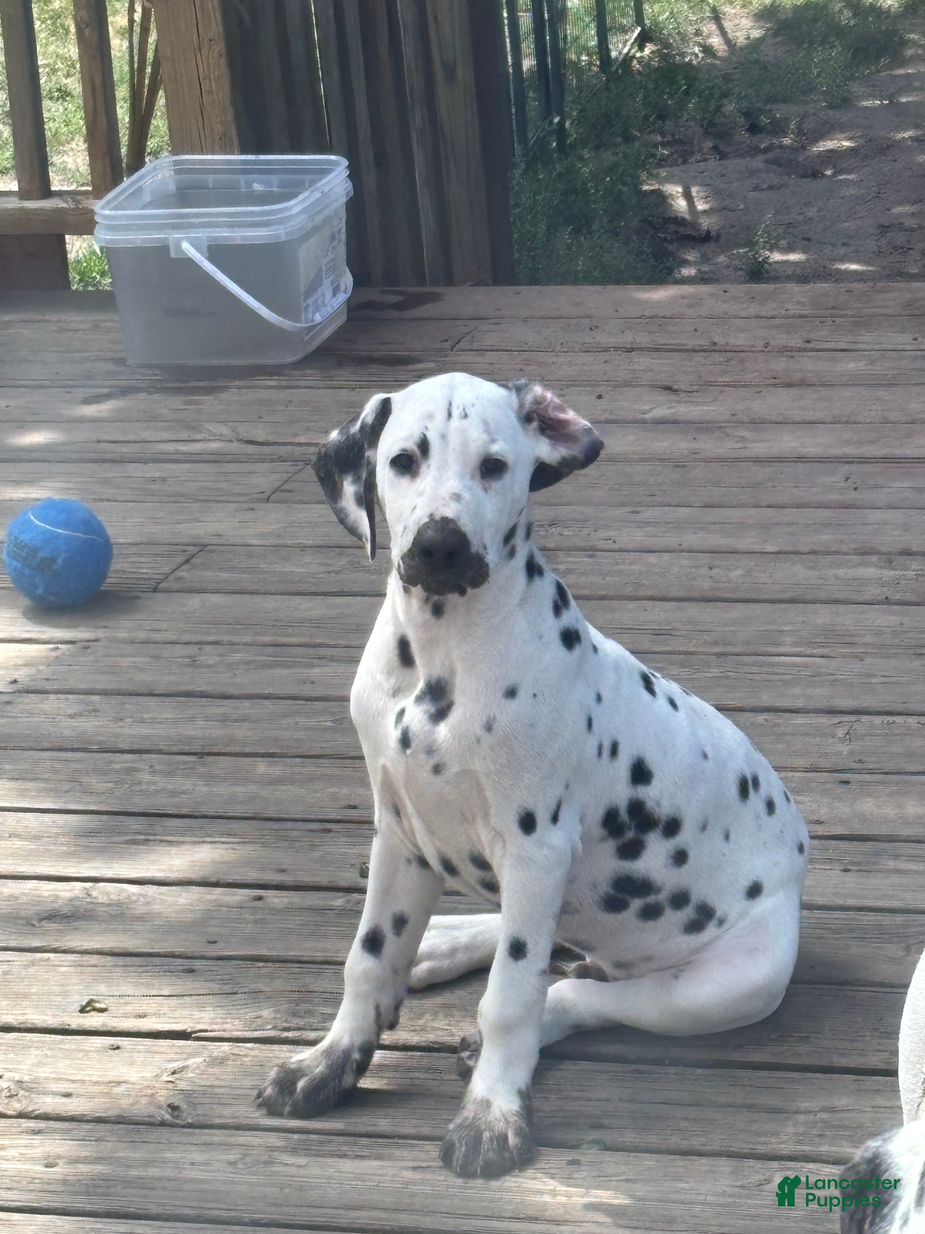 Dalmatian dogs Dalmatian 1 - Ad 1