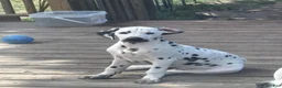 Dalmatian dogs for sale: Dalmatian 1 - Ad 1