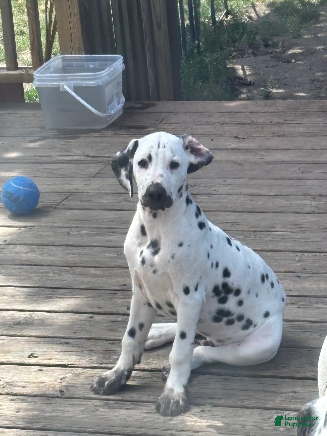 Dalmatian dogs for sale: Dalmatian 1 - Ad 1