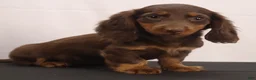 Dachshund dogs for sale: liz - Ad 2
