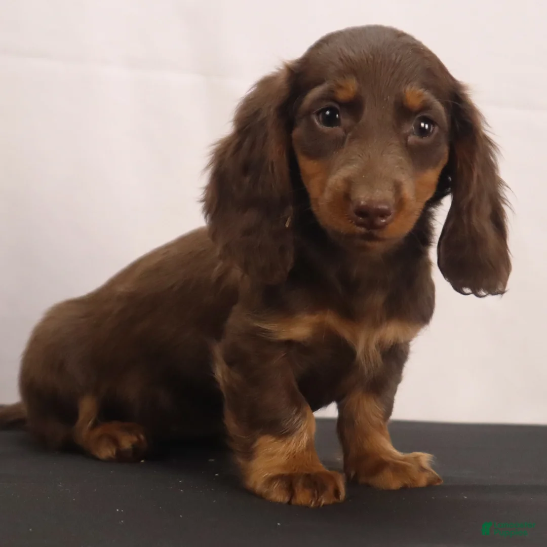 Dachshund dogs for sale: liz - Ad 2