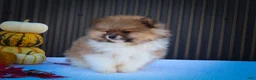 Pomeranian dogs for sale: Marco💙 - Ad 4
