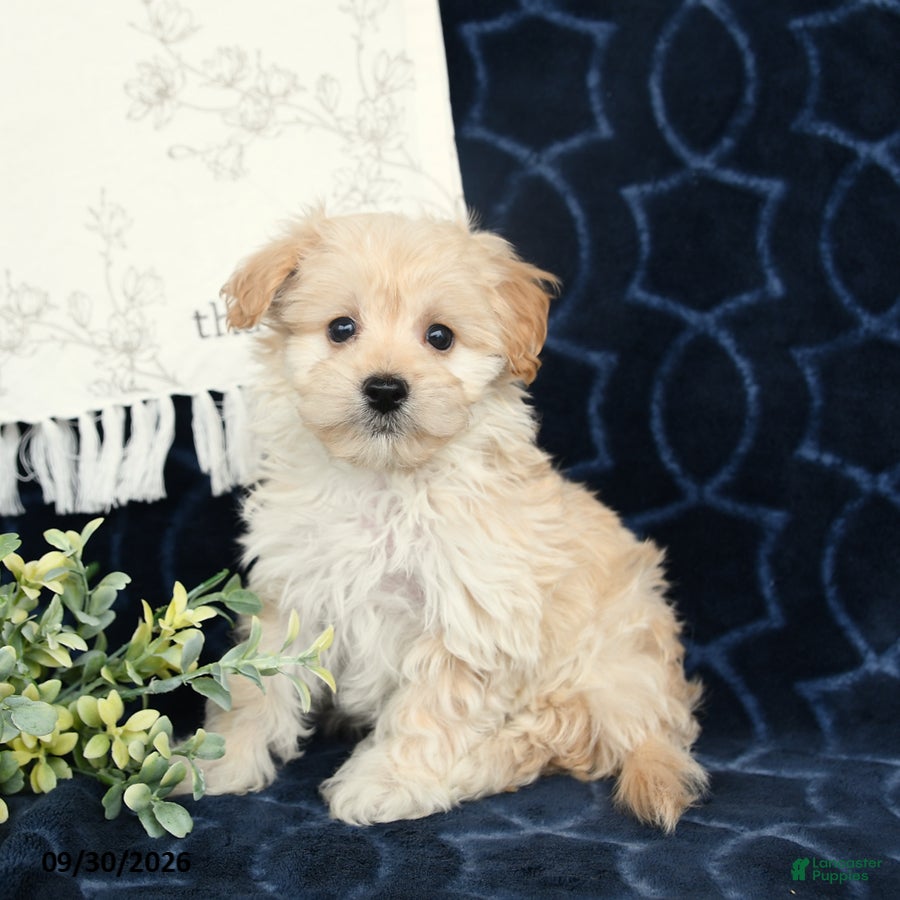 Maltipoo dogs Blake - Ad 2