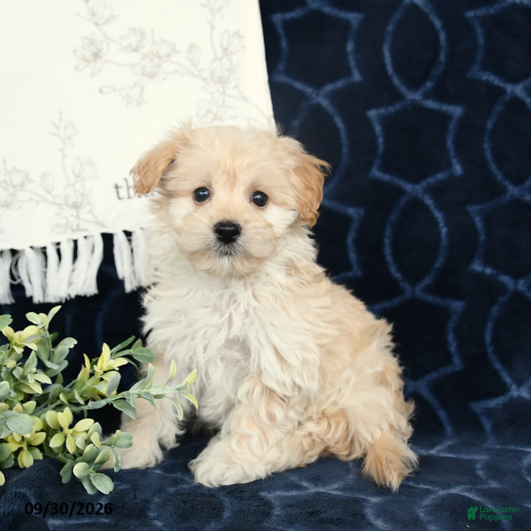 Maltipoo dogs for sale: Blake - Ad 2