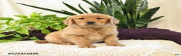 Golden Retriever dogs for sale: Lila  - Ad 3