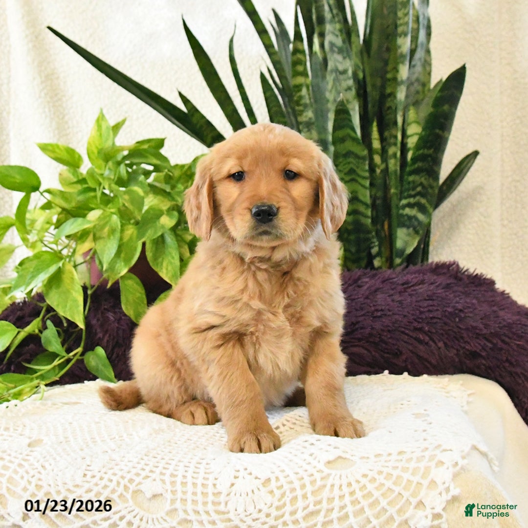 Golden Retriever dogs for sale: Lila  - Ad 3