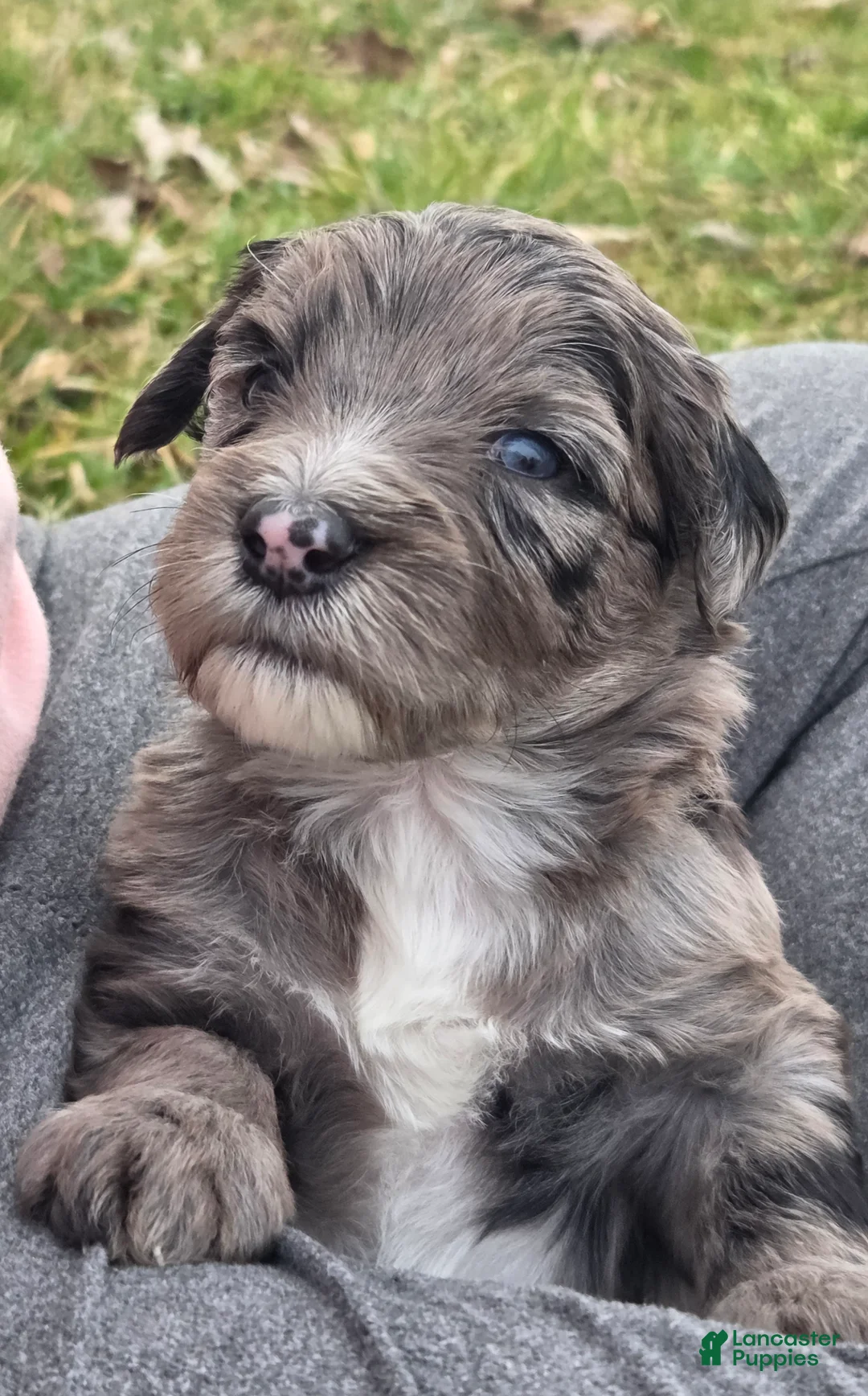 Mini Aussiedoodle dogs for sale: Cupid - Ad 1