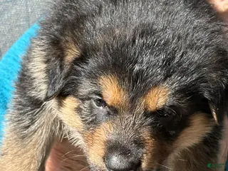 Mixed Breed dogs Mixed Breed Puppy 1 - Ad 12