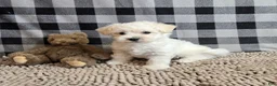 Bichon Frise dogs for sale: Lilly - Ad 5