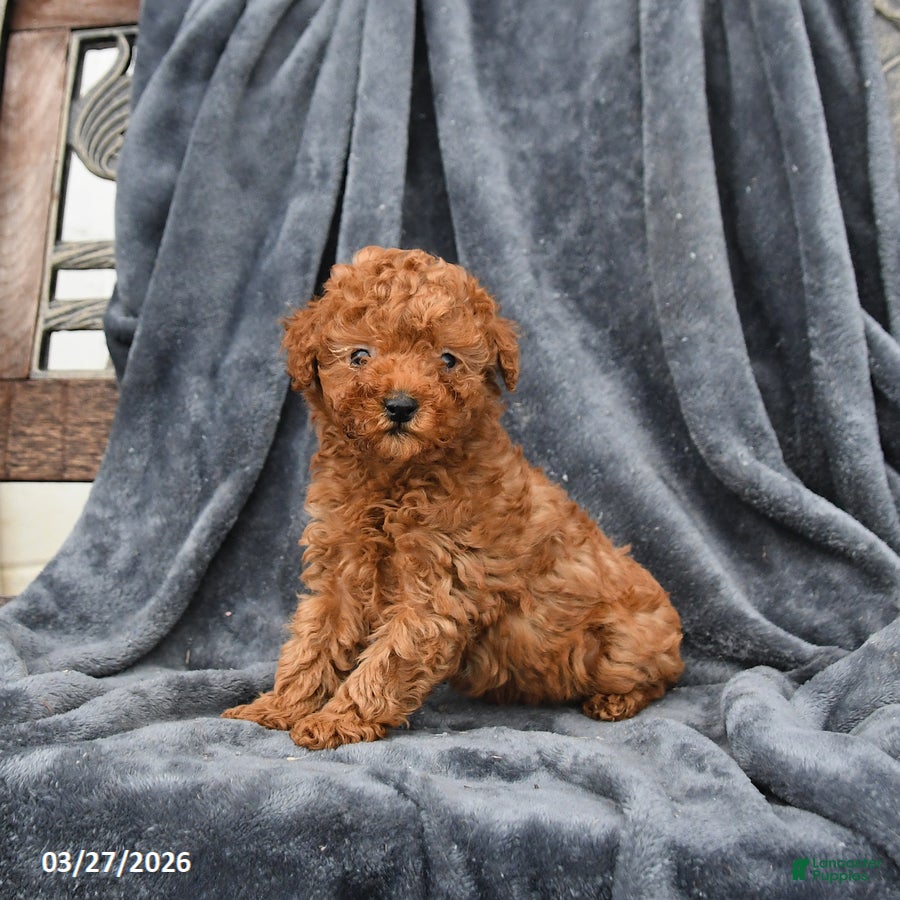 Miniature Poodle dogs for sale: Candy - Ad 4