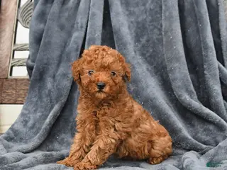 Miniature Poodle dogs for sale: Candy - Ad 4