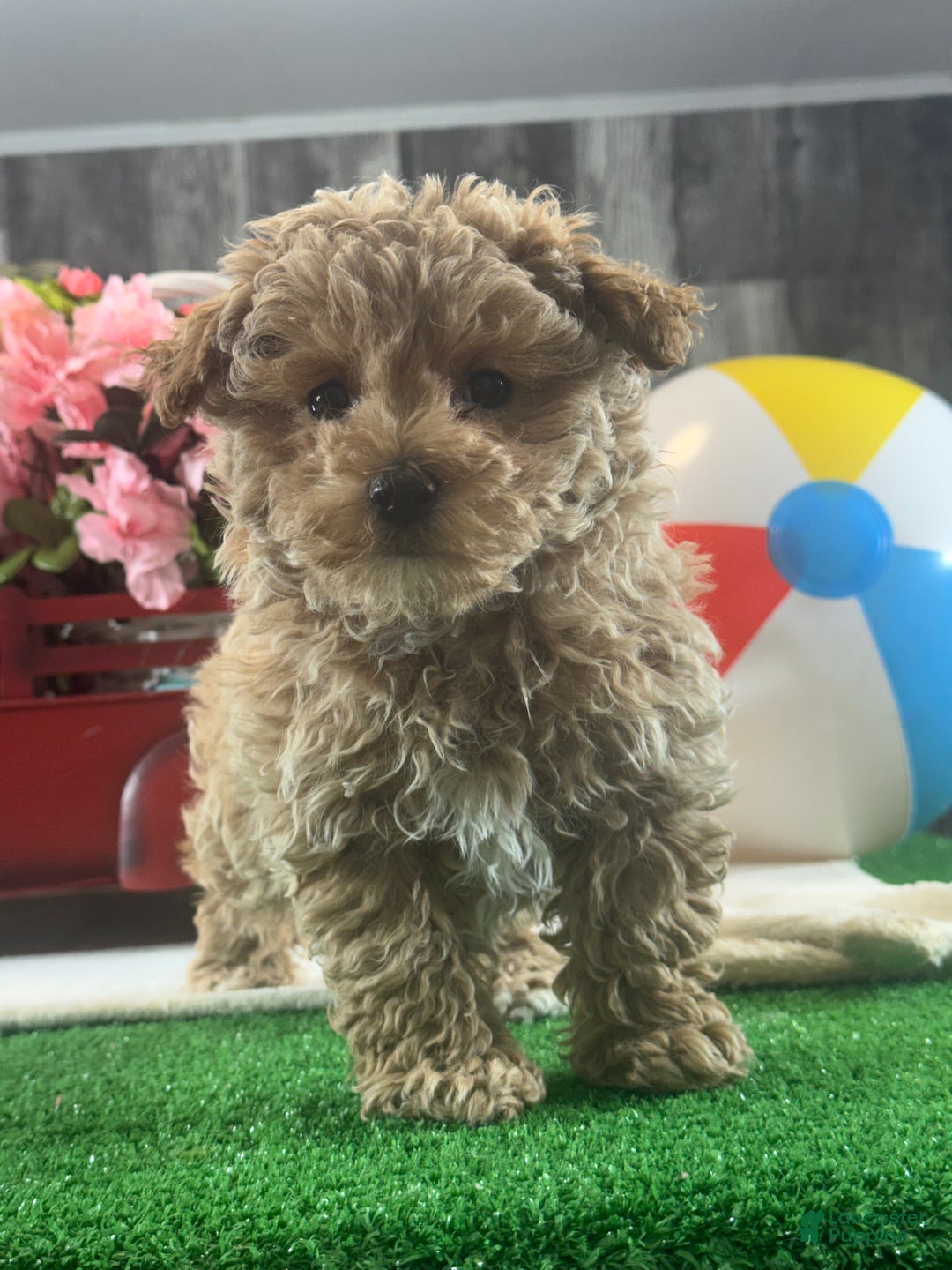 Maltipoo dogs for sale: McKenna - Ad 5