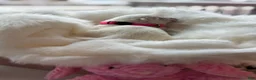 Samoyed dogs for sale: Pink  - Ad 3