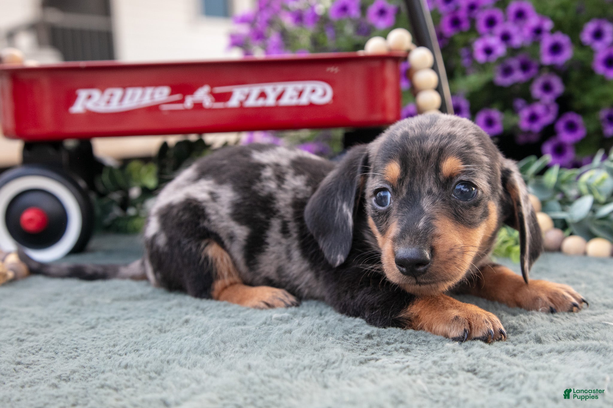 Miniature Dachshund dogs Charles - Ad 1