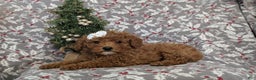 Miniature Poodle dogs for sale: Celene Ready for Christmas - Ad 5